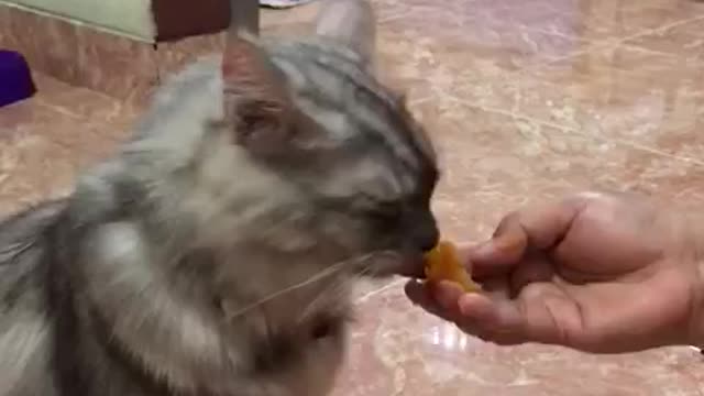 my cat is eating steamed pumpkin