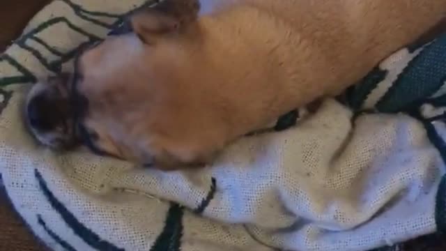 Brown dog on sofa and sheets growling