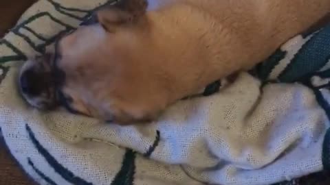 Brown dog on sofa and sheets growling