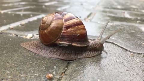 How Snail's move?