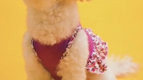 Dog videos cute dog the Cute animals