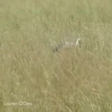 wild cat hunt a big bird.mp4