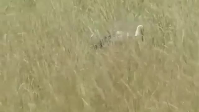 wild cat hunt a big bird.mp4