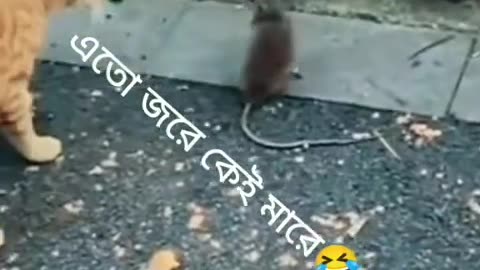 না_হাসিলে_mb_ফেরত_😆।_pets_new_funny_free_download_|_Funny_animal_videos(480p)