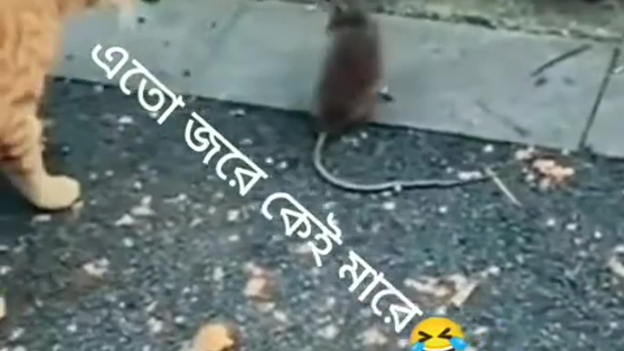 না_হাসিলে_mb_ফেরত_😆।_pets_new_funny_free_download_|_Funny_animal_videos(480p)