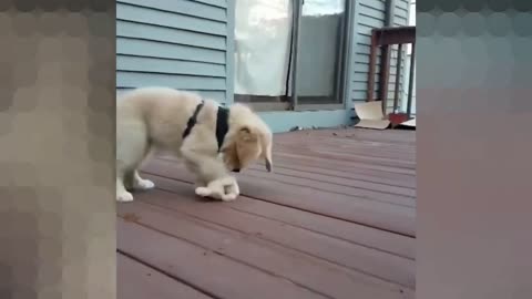 This puppy found his best friend