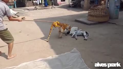 scaring the dog. See the dog's reaction when it comes across the fake tiger.