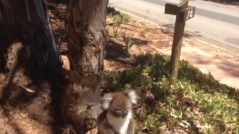 Koala Gets Evicted From It's Tree and Cries 🐨