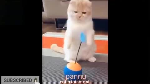 cat play with toy cute cat funny video