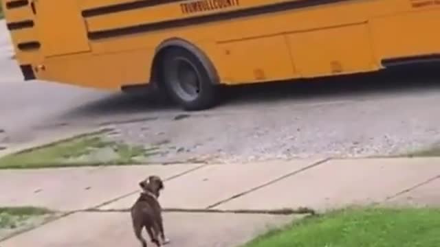 Cute dog waiting for his friend who came home from school