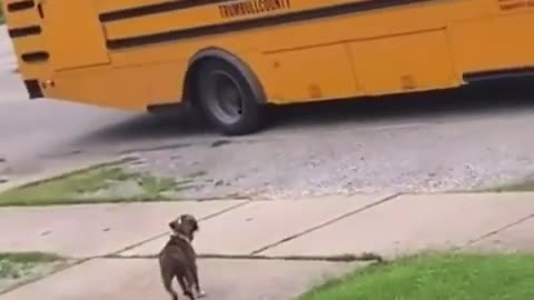 Cute dog waiting for his friend who came home from school