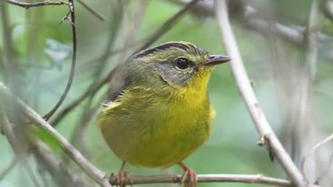 Golden-crowned Warbler Song Video