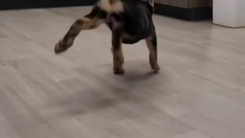 Funny dance by puppy