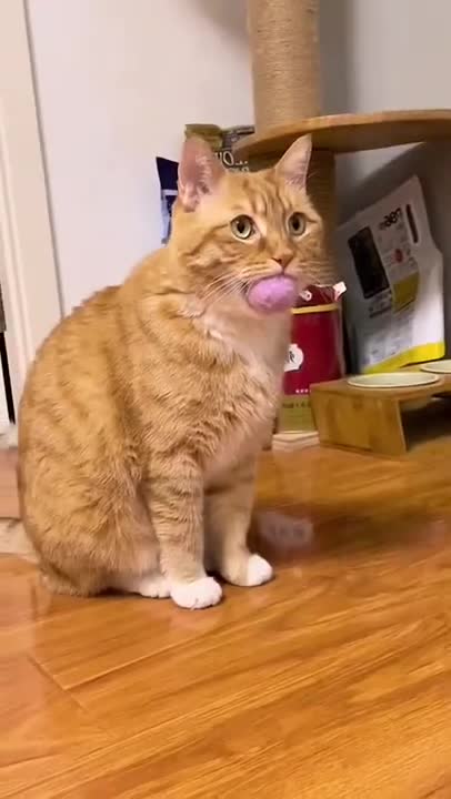 Cats and dogs _ cats meowing _ cats funny videos #shorts