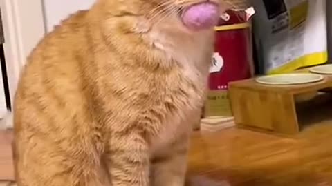 Cats and dogs _ cats meowing _ cats funny videos #shorts
