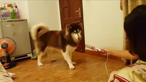 My husky was attracted by the hair dryer
