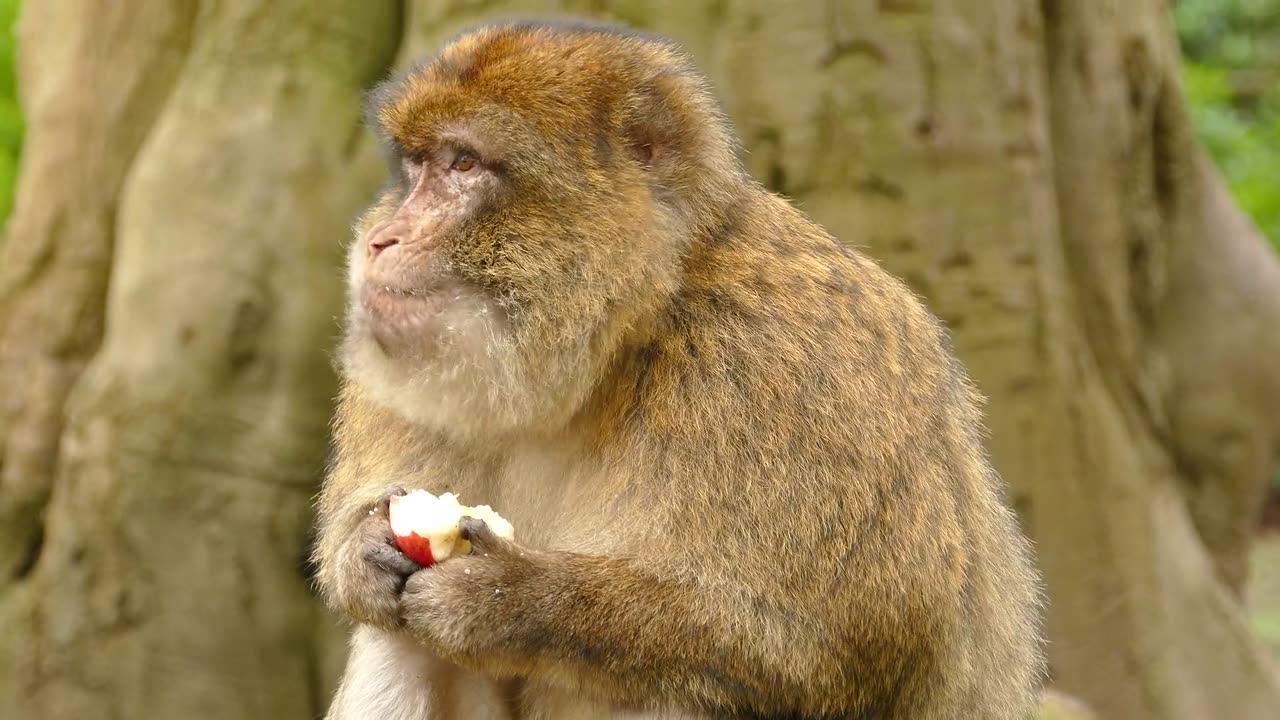 Monkey eat apple.