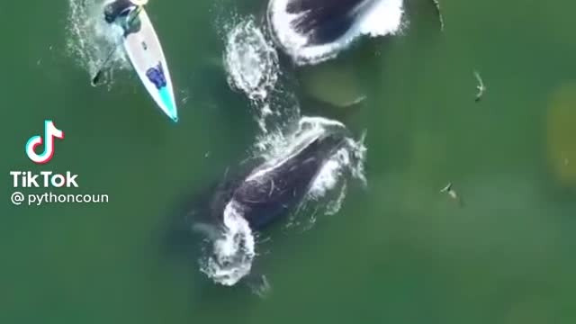Whale Sound
