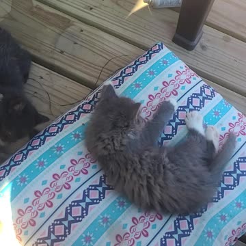 Kittens battle