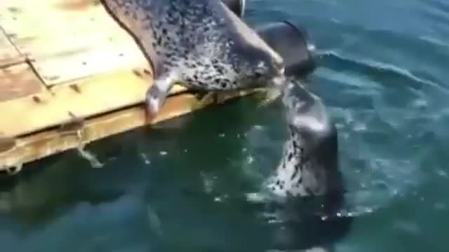 Seals kissing like Titanic movie jack and rose adorable