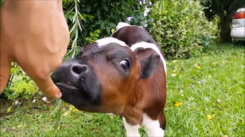 COWS Go Moo(BABY EDITION)