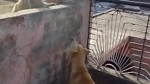 When two cheeky monkeys mess with you, and there's nothing you can do! 😂🐶🐒