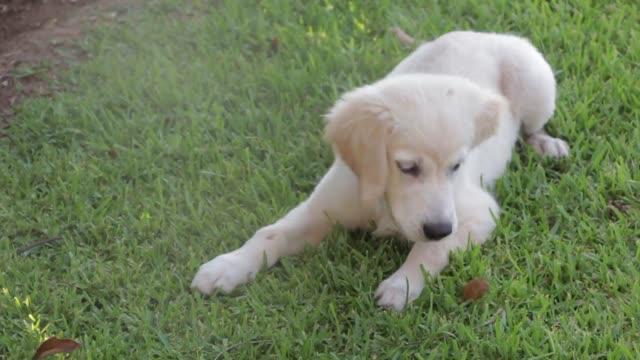 dog-eating