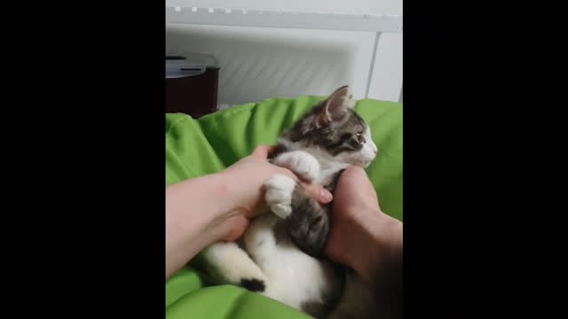 How to bite Hooman without hurting him