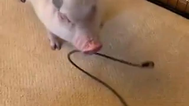 Genius Pig finally learned how to stop annoying vacuum noise