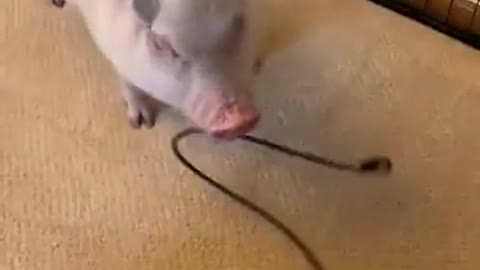 Genius Pig finally learned how to stop annoying vacuum noise