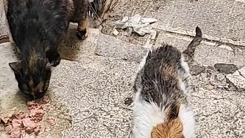 Series1: Jerusalem cats Day10 (Vid8/12)