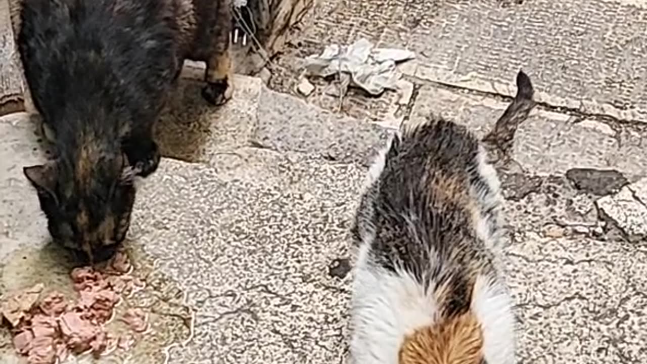 Series1: Jerusalem cats Day10 (Vid8/12)