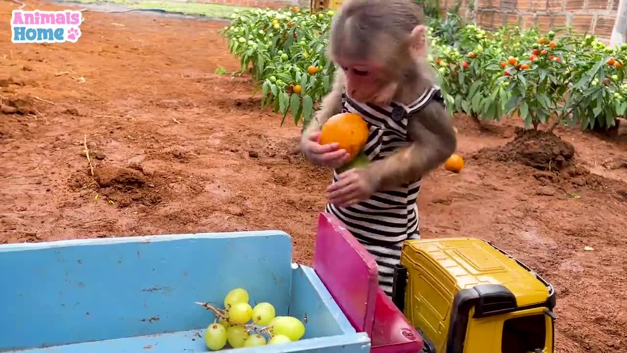 Smart bibi harvests fruits to make fruit yogurt for ody