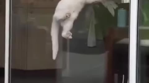 Funny cats video