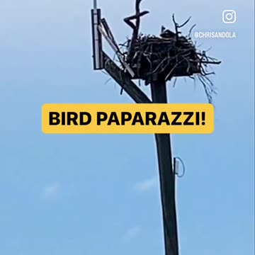 OSPREY CAM