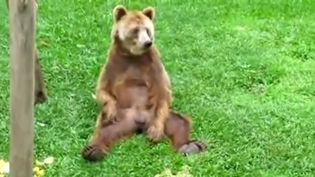 Bear scratching himself in a good way
