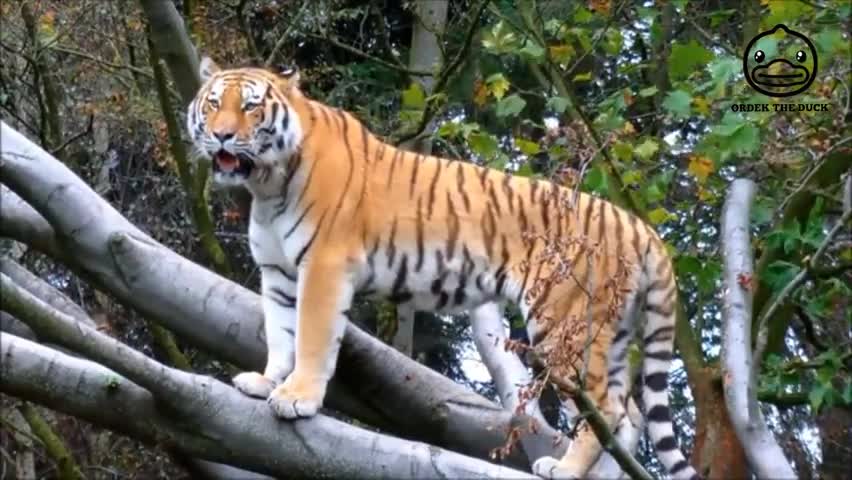 Harimau si kucing besar mengaung