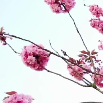 I Choose Life and Have No Need to Fear Death #174hz #tapping #selfhelp #soundhealingmeditation