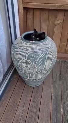 Su gato encuentra el escondite perfecto y ella no para de reír con su carita al ser descubierto