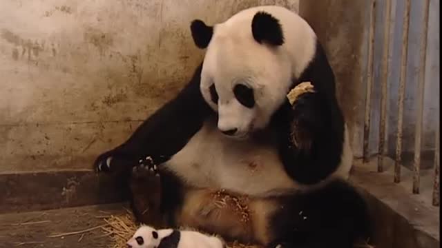 Baby panda spooks it’s mother