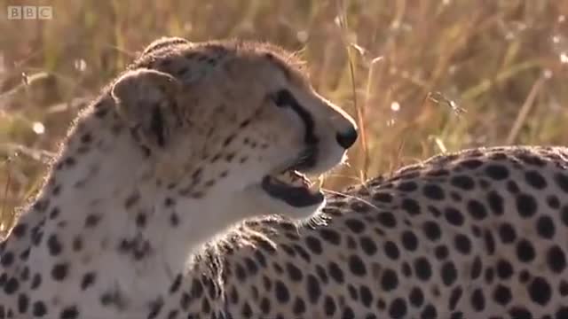 Cheetah Hunting Wildebeest | Big Cat Diaries | BBC Earth