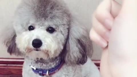Good for a dog