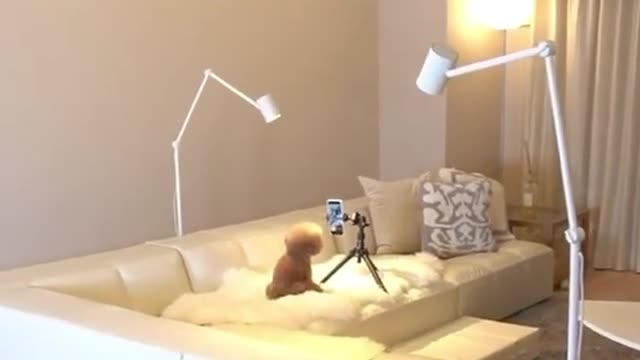 Cute dog dances for the camera