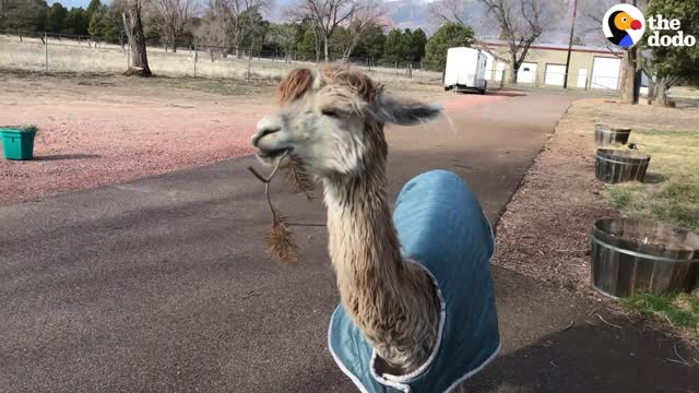 Tiny Alpaca Gets Little Coat Made Just For Her