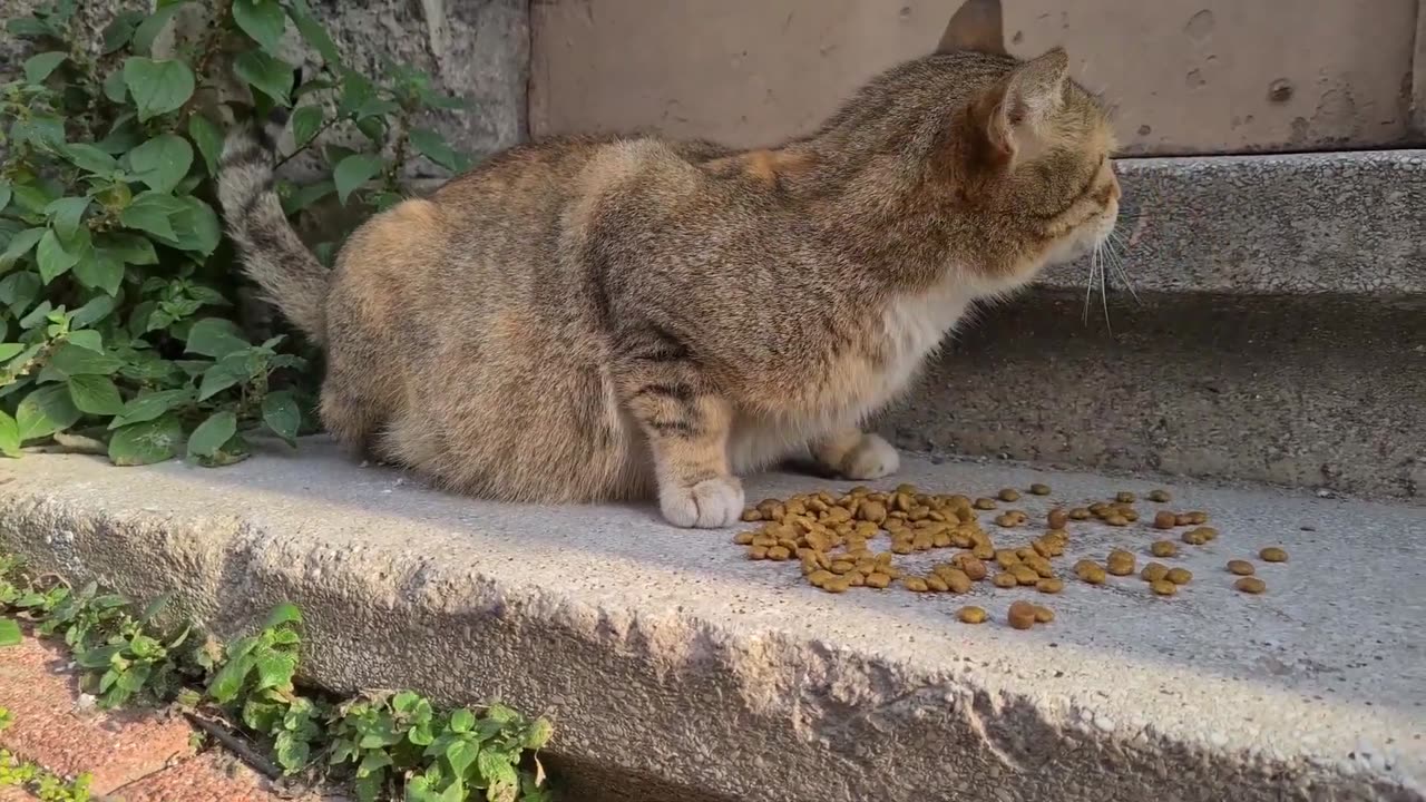 Poor pregnant cat has to give birth on the street Because she is homeless