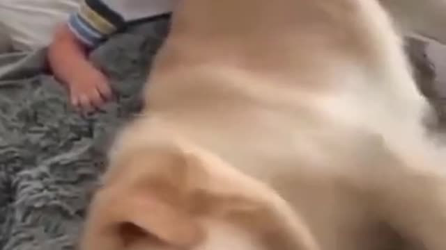 Funny Golden Retriever Puppy Want Attention #shorts.mp4