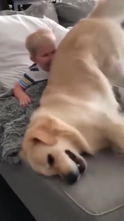 Funny Golden Retriever Puppy Want Attention #shorts.mp4