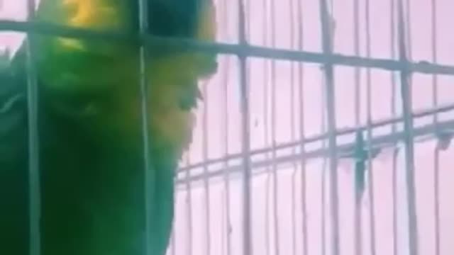 believer parrot preaching aloud