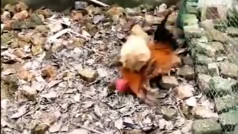 Сock against of Dog Fight - Funny Dog Fight