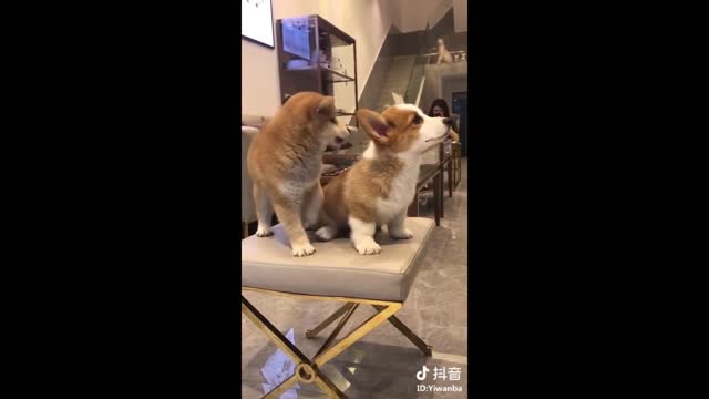 Tik-Tok Puppies Cute and Funny Dog Videos Compilation awesome